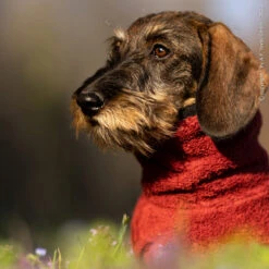 ActionFactory Fit4dogs DryUp Cape Trockenmantel Für Dackel -Hundefutter Welt Verkaufsgeschäft actionfactory fit4dogs dryup cape trockenmantel fuer dackel 1651828536