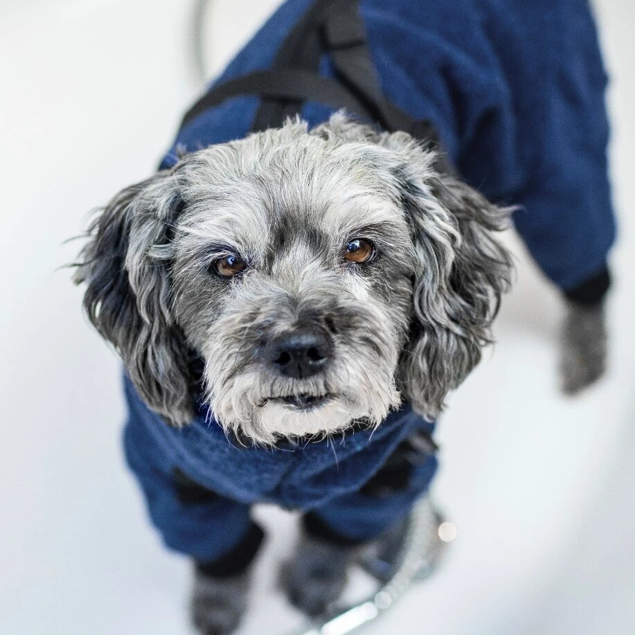 ActionFactory Fit4dogs Mini Dryup Body Zip.fit Hundemantel Trockenbody 4 ActionFactory Fit4dogs Mini Dryup Body Zip.fit Hundemantel Trockenbody – Bild 2