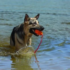 KONG Aqua Hundespielzeug -Hundefutter Welt Verkaufsgeschäft aqua kong schwimmend hundespielzeug 1535592354