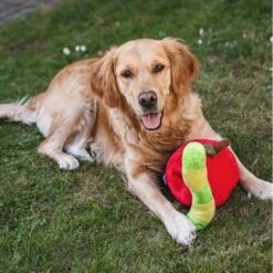 Beeztees Hide And Seek Apfel Hundespielzeug -Hundefutter Welt Verkaufsgeschäft beeztees hide and seek apfel hundespielzeug 1654783285