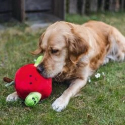 Beeztees Hide And Seek Apfel Hundespielzeug -Hundefutter Welt Verkaufsgeschäft beeztees hide and seek apfel hundespielzeug 1654783287