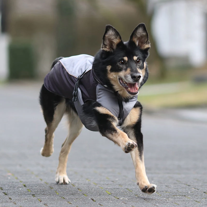 Buster Hundewintermantel Iso Reflex 4 Buster Hundewintermantel Iso Reflex – Bild 2