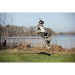 Cani.Cool Kühlweste Für Hunde 23 Cani.Cool Kühlweste Für Hunde -Hundefutter Welt Verkaufsgeschäft cani cool kuehlweste fuer hunde 1532698687