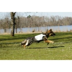 Cani.Cool Kühlweste Für Hunde 21 Cani.Cool Kühlweste Für Hunde -Hundefutter Welt Verkaufsgeschäft cani cool kuehlweste fuer hunde 1532698781