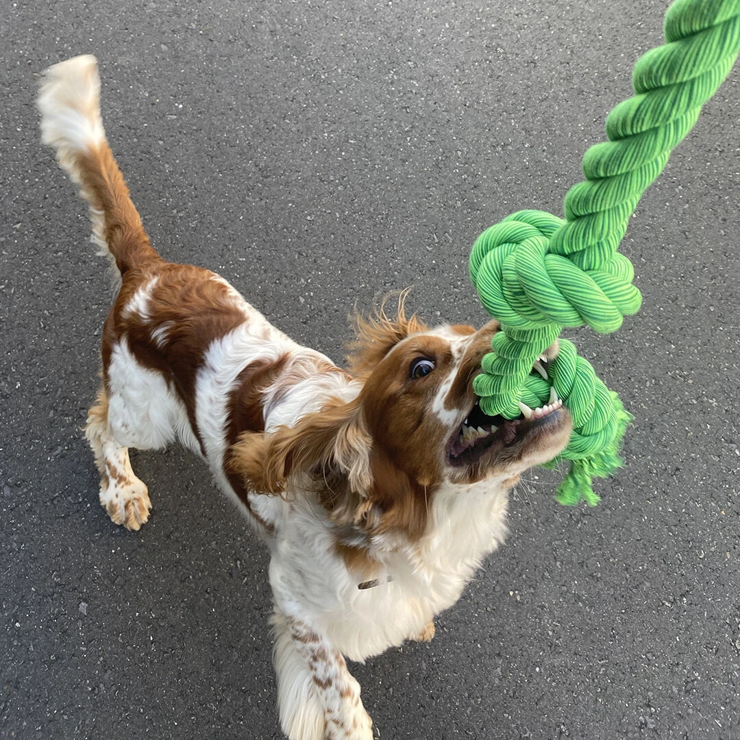 EBI Bite Me Floss XXl Spieltau Für Hunde 5 EBI Bite Me Floss XXl Spieltau Für Hunde – Bild 3