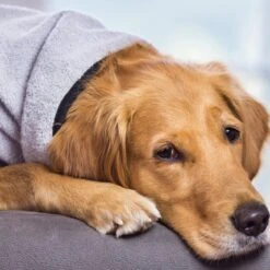 ActionFactory Fit4dogs DryUp Cape Royal - Premium Trockenmantel Für Hunde -Hundefutter Welt Verkaufsgeschäft fit4dogs dryup cape royal trockenmantel fuer hunde 1574255186