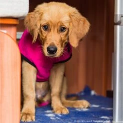 ActionFactory Fit4dogs Dryup Mini Trockenmantel Für Hunde -Hundefutter Welt Verkaufsgeschäft fit4dogs dryup mini trockenmantel fuer hunde 1573209959