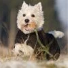 ActionFactory Fit4dogs Warmup Cape Mini Classic Wende-Hundemantel -Hundefutter Welt Verkaufsgeschäft fit4dogs warmup cape mini classic wende hundemantel 1574259817