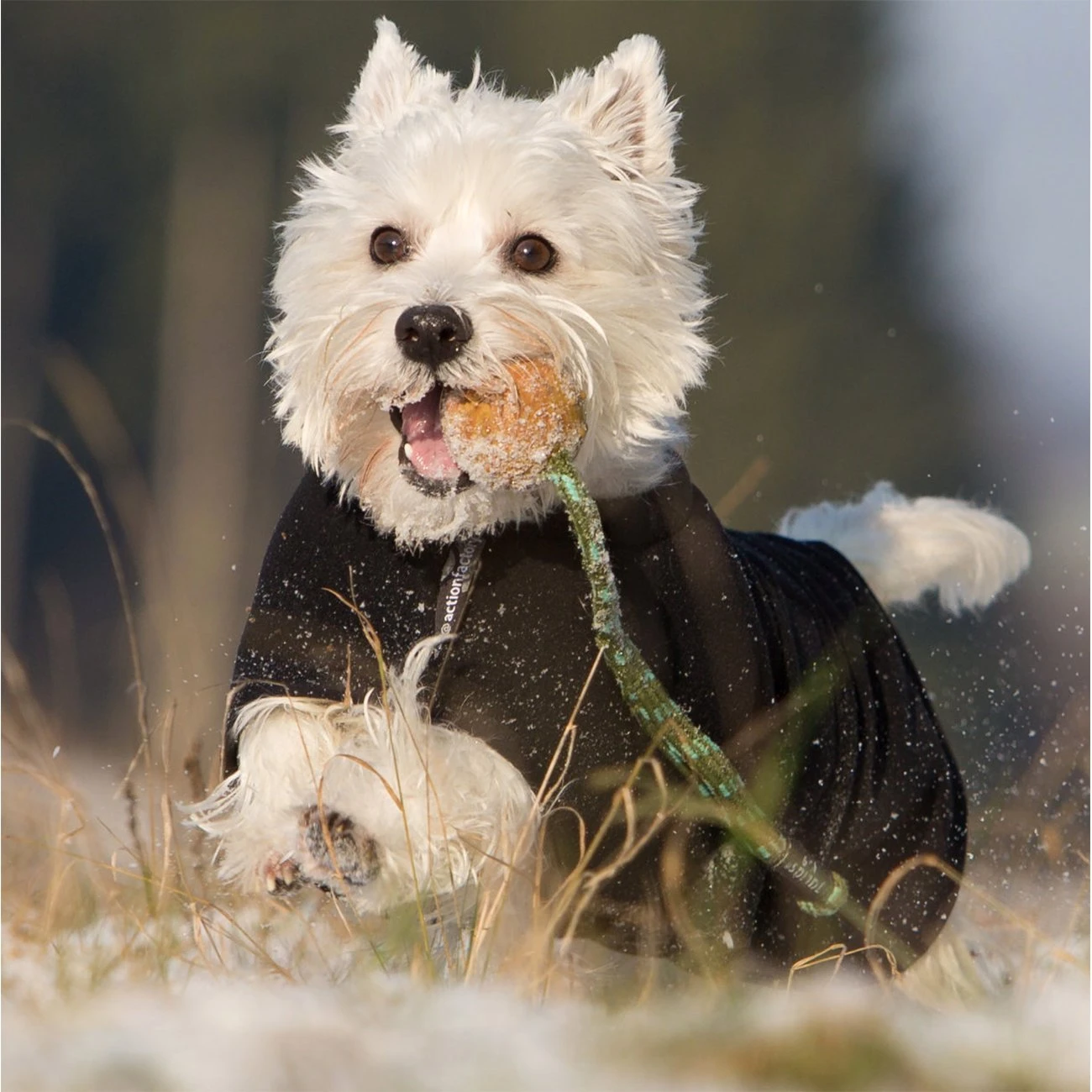 ActionFactory Fit4dogs Warmup Cape Mini Classic Wende-Hundemantel 3 ActionFactory Fit4dogs Warmup Cape Mini Classic Wende-Hundemantel