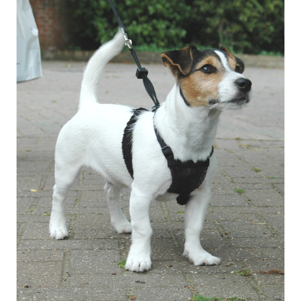 Company Of Animals HALTI No-Pull Geschirr 12 Company Of Animals HALTI No-Pull Geschirr – Bild 10