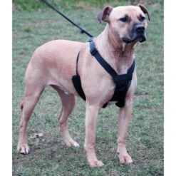 Company Of Animals HALTI No-Pull Geschirr 24 Company Of Animals HALTI No-Pull Geschirr -Hundefutter Welt Verkaufsgeschäft halti no pull geschirr 1559809655