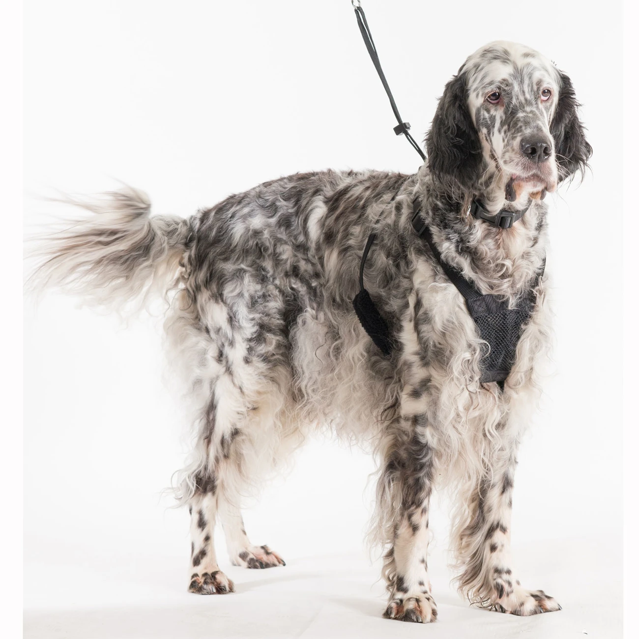 Company Of Animals HALTI No-Pull Geschirr 14 Company Of Animals HALTI No-Pull Geschirr – Bild 12