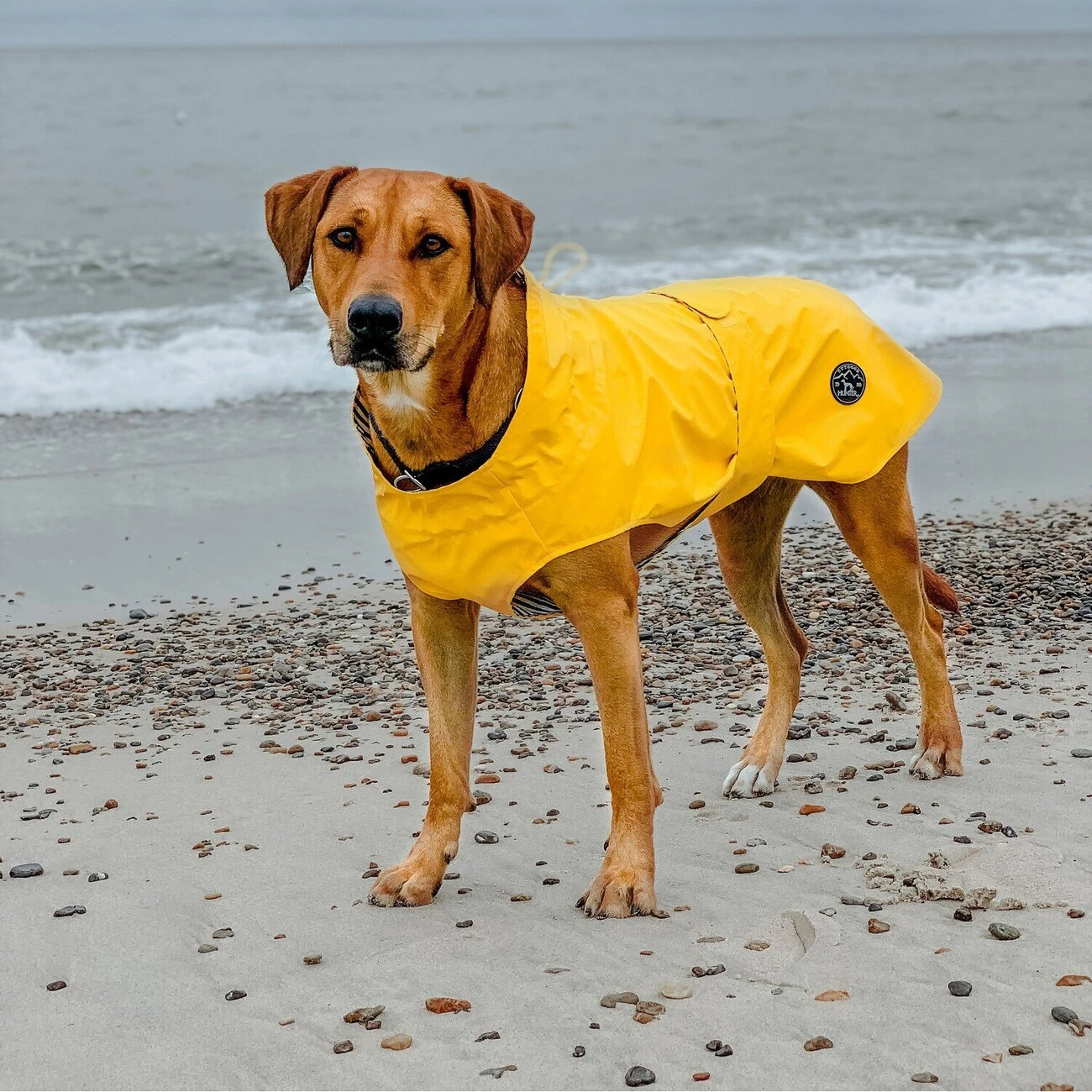 Hunter Hunde Regenmantel Milford 4 Hunter Hunde Regenmantel Milford – Bild 2