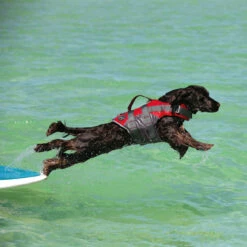 Hunter Hunde Schwimmweste Moss -Hundefutter Welt Verkaufsgeschäft hunter hunde schwimmweste moss 1686557146