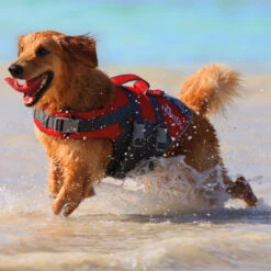 Hunter Hunde Schwimmweste Moss -Hundefutter Welt Verkaufsgeschäft hunter hunde schwimmweste moss 1686557154