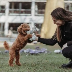 Hunter Hundespielzeug Billund Plüsch -Hundefutter Welt Verkaufsgeschäft hunter hundespielzeug billund pluesch 1656590649