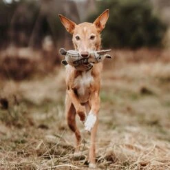 Hunter Hundespielzeug Billund Plüsch -Hundefutter Welt Verkaufsgeschäft hunter hundespielzeug billund pluesch 1656590761