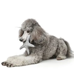 Hunter Hundespielzeug Skagen -Hundefutter Welt Verkaufsgeschäft hunter hundespielzeug skagen 1627637527