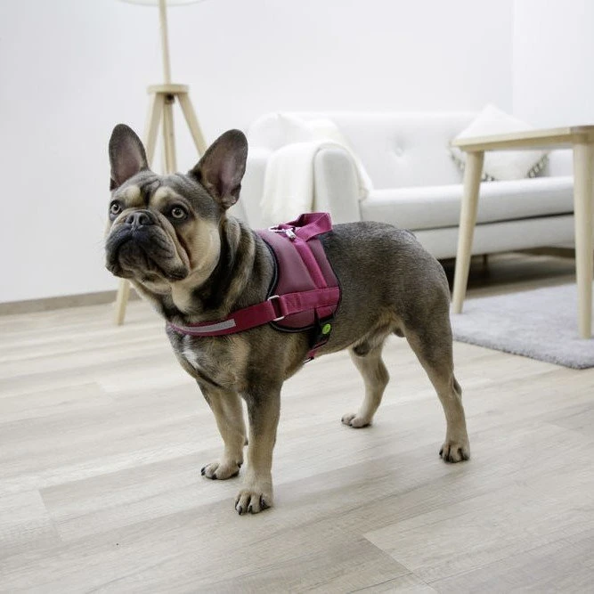 Kerbl Hundegeschirr Maestro 10 Kerbl Hundegeschirr Maestro – Bild 8