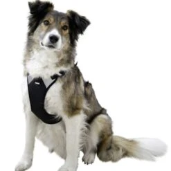 Kerbl Hundegeschirr Pulsive -Hundefutter Welt Verkaufsgeschäft kerbl hundegeschirr pulsive 1623929570