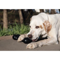 KONG Extreme Goodie Bone Hundespielzeug -Hundefutter Welt Verkaufsgeschäft kong extreme goodie bone hundespielzeug 1532797252