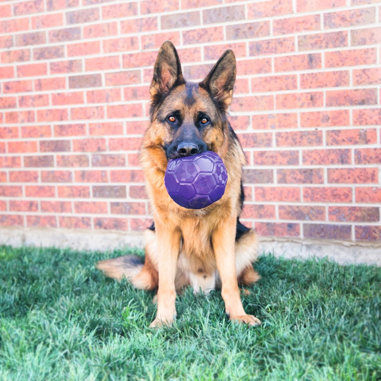 KONG Flexball 3 KONG Flexball – Bild 2