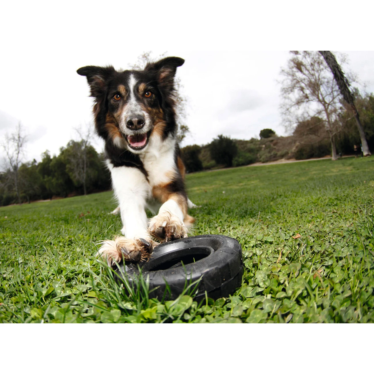 KONG Hundespielzeug Extreme Tires Kaureifen 6 KONG Hundespielzeug Extreme Tires Kaureifen – Bild 4