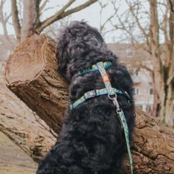 Max & Molly H-Geschirr Black Sheep 7 Max & Molly H-Geschirr Black Sheep -Hundefutter Welt Verkaufsgeschäft max molly h geschirr black sheep 1617864986