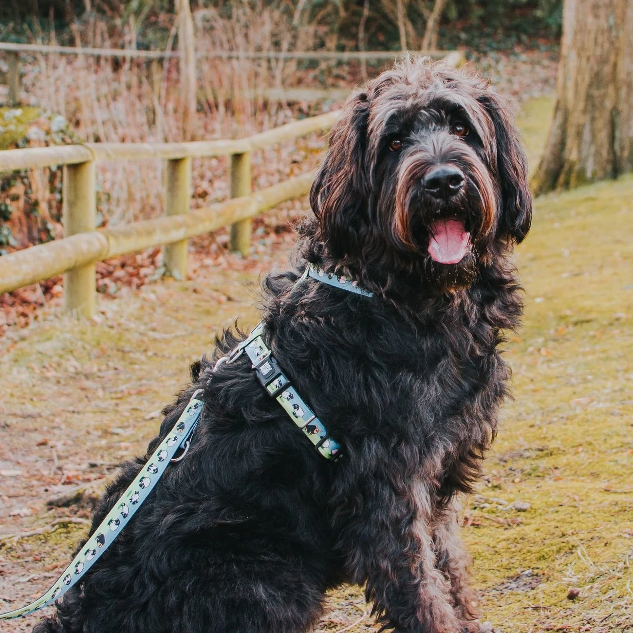 Max & Molly H-Geschirr Black Sheep 4 Max & Molly H-Geschirr Black Sheep – Bild 2