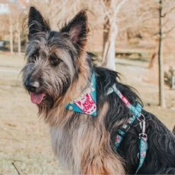 Max & Molly H-Geschirr Popcorn -Hundefutter Welt Verkaufsgeschäft max molly h geschirr popcorn 1617874210