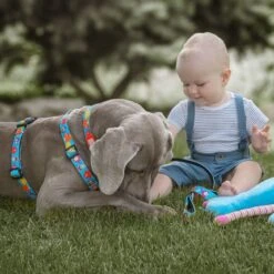 Max & Molly Hunde H-Geschirr Little Monsters -Hundefutter Welt Verkaufsgeschäft max molly hunde h geschirr little monsters 1615279056