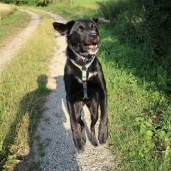 Max & Molly Hunde H-Geschirr Little Monsters -Hundefutter Welt Verkaufsgeschäft max molly hunde h geschirr little monsters 1617870603