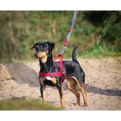 Nobby Norwegergeschirr Hunde Classic Preno Royal -Hundefutter Welt Verkaufsgeschäft norwegergeschirr hunde classic preno royal 1574094200