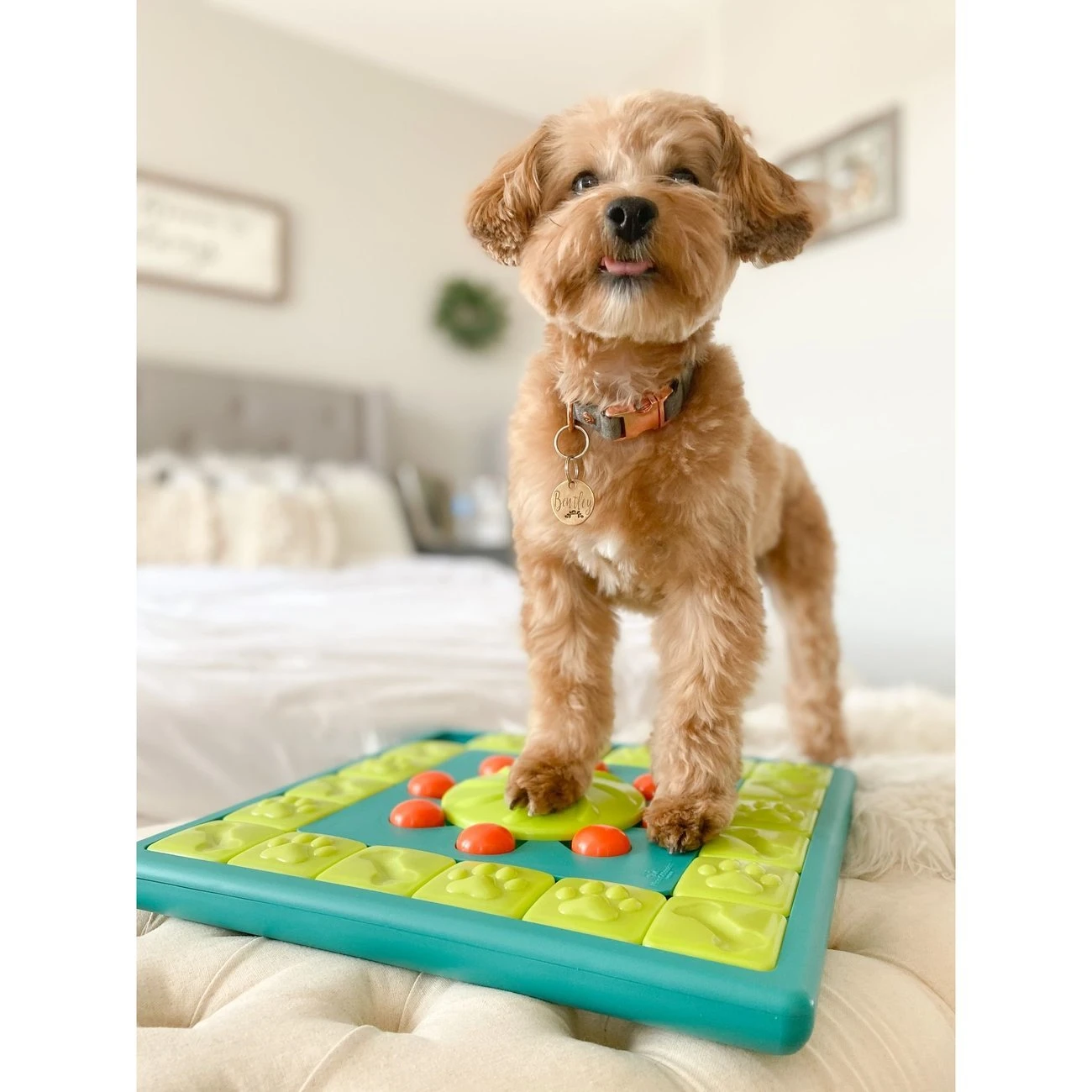 Outward Hound Multi Puzzle Intelligenzspielzeug 4 Outward Hound Multi Puzzle Intelligenzspielzeug – Bild 2