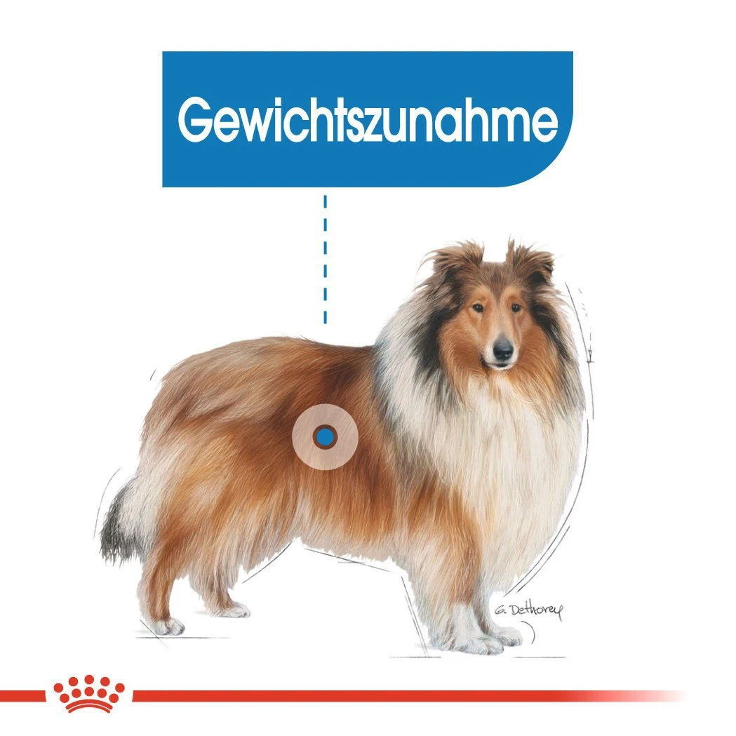 Royal Canin CCN Light Weight Care Maxi Trockenfutter Für Große Hunde Mit Neigung Zu Übergewicht 5 Royal Canin CCN Light Weight Care Maxi Trockenfutter Für Große Hunde Mit Neigung Zu Übergewicht – Bild 3