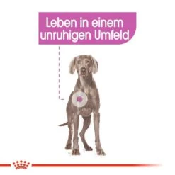 Royal Canin CCN Relax Care Maxi Trockenfutter Für Große Hunde In Unruhigem Umfeld -Hundefutter Welt Verkaufsgeschäft royal canin ccn relax care maxi hundefutter 1560953430
