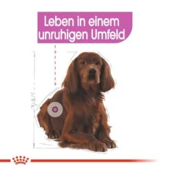 Royal Canin CCN Relax Care Medium Trockenfutter Für Mittelgroße Hunde In Unruhigem Umfeld -Hundefutter Welt Verkaufsgeschäft royal canin ccn relax care medium hundefutter 1560953509