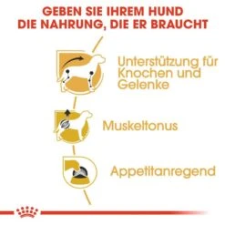 Royal Canin Dachshund Adult Hundefutter Nass Für Dackel -Hundefutter Welt Verkaufsgeschäft royal canin dachshund adult hundefutter nass fuer dackel 1565685877