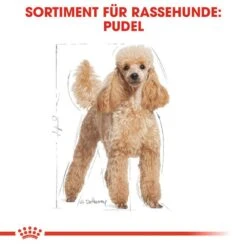 Royal Canin Poodle Adult In Soße Hundefutter Nass Für Pudel -Hundefutter Welt Verkaufsgeschäft royal canin poodle adult in sosse hundefutter nass fuer pudel 1565603092