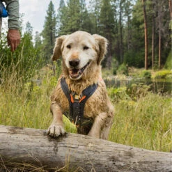 Ruffwear Brush Guard Bauchschutz -Hundefutter Welt Verkaufsgeschäft ruffwear brush guard bauchschutz 1678811143