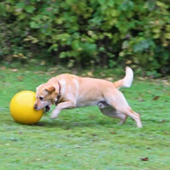 Kerbl Hundespielball Treibball -Hundefutter Welt Verkaufsgeschäft treibball fuer hunde 1420448983