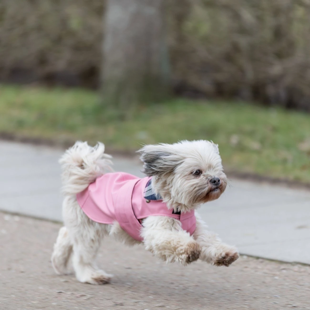 TRIXIE Hundemantel Paris 7 TRIXIE Hundemantel Paris – Bild 5