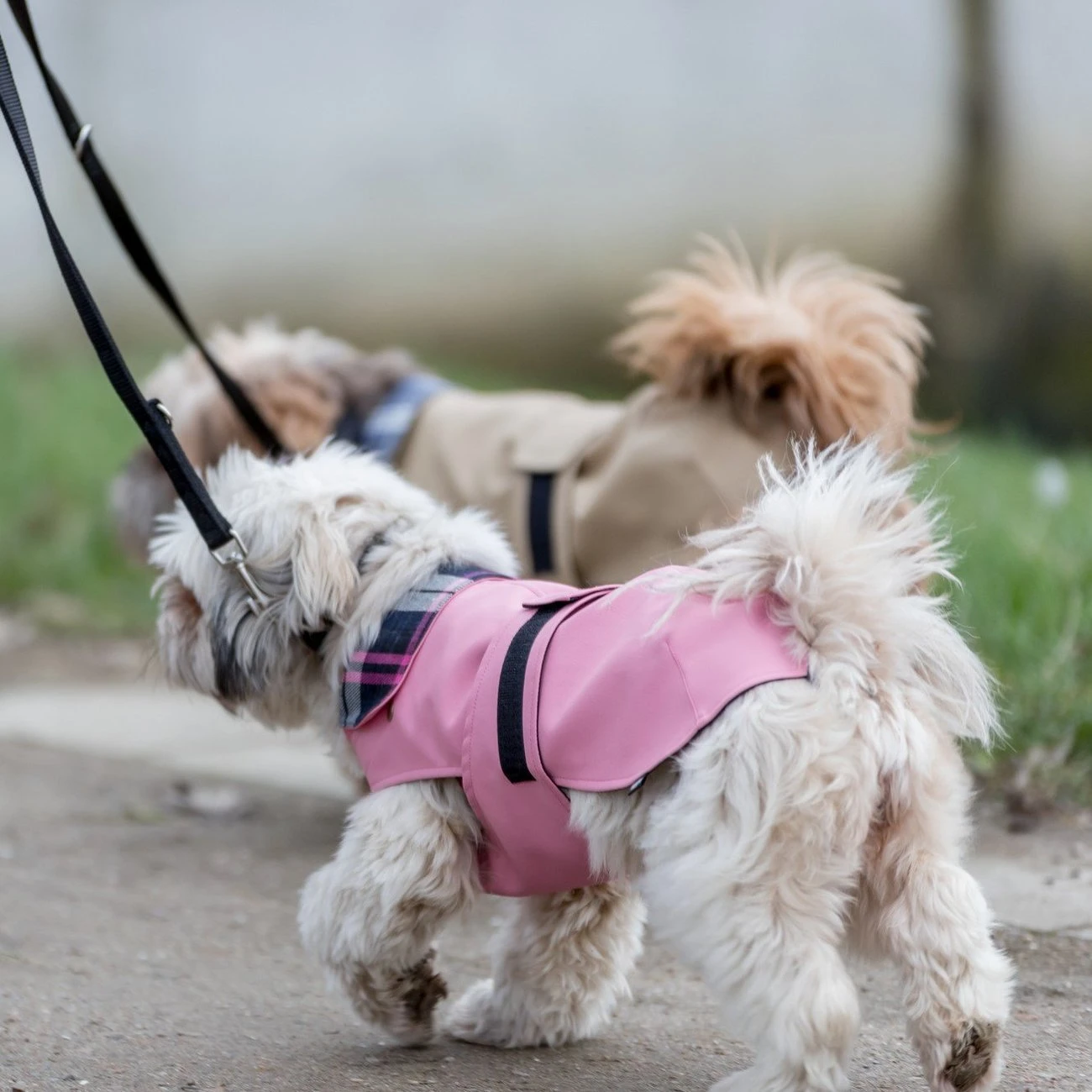 TRIXIE Hundemantel Paris 4 TRIXIE Hundemantel Paris – Bild 2