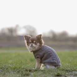 TRIXIE Hundepullover Kenton -Hundefutter Welt Verkaufsgeschäft trixie hundepullover kenton 1654178172