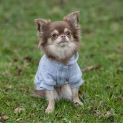 TRIXIE Hundepullover Rainbow Falls 14 TRIXIE Hundepullover Rainbow Falls -Hundefutter Welt Verkaufsgeschäft trixie hundepullover rainbow falls 1621324599