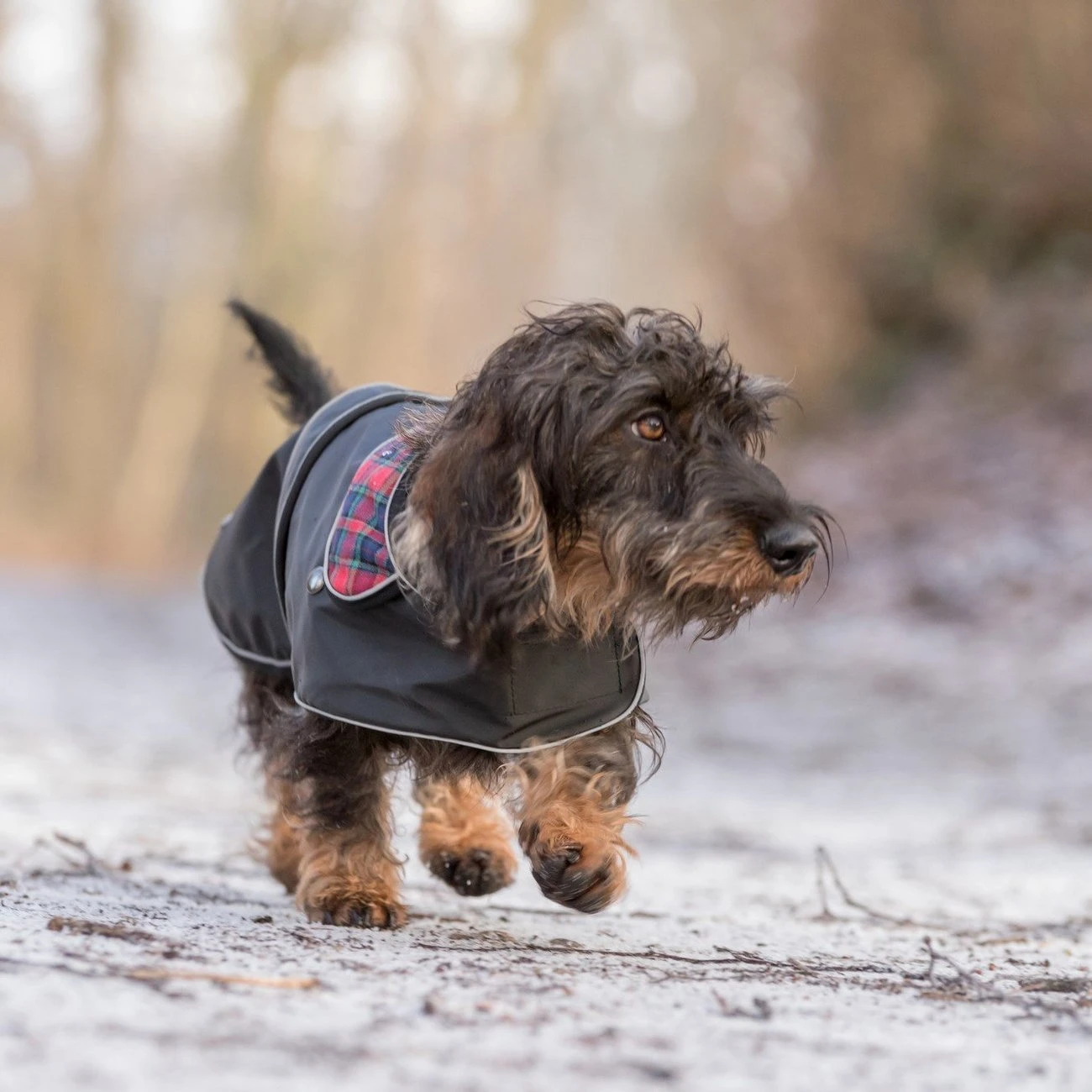 TRIXIE Mantel Hermy Für Dackel 5 TRIXIE Mantel Hermy Für Dackel – Bild 3