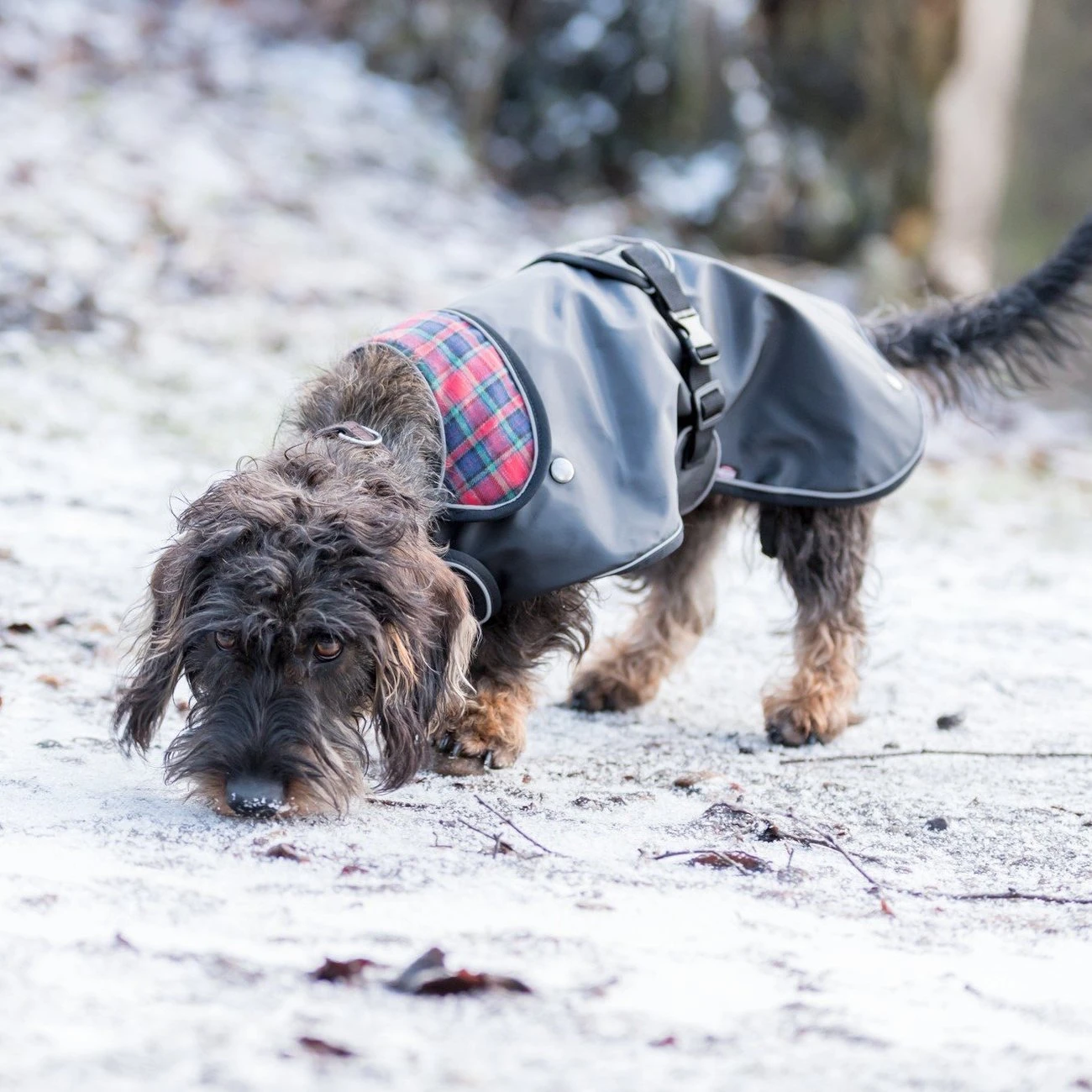 TRIXIE Mantel Hermy Für Dackel 10 TRIXIE Mantel Hermy Für Dackel – Bild 8