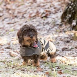 TRIXIE Mantel Hermy Für Dackel 16 TRIXIE Mantel Hermy Für Dackel -Hundefutter Welt Verkaufsgeschäft trixie mantel hermy fuer dackel 1621332818