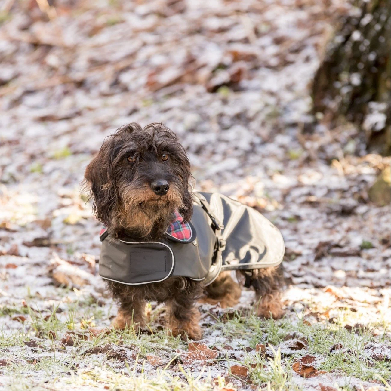 TRIXIE Mantel Hermy Für Dackel 7 TRIXIE Mantel Hermy Für Dackel – Bild 5