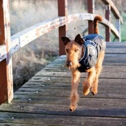 TRIXIE Wintermantel Für Hunde Explore -Hundefutter Welt Verkaufsgeschäft trixie wintermantel fuer hunde explore 1609754186